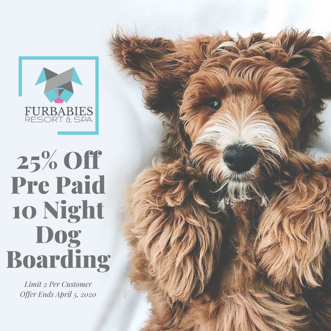 Limited Time Offer!  Boarding &amp; Training Special!