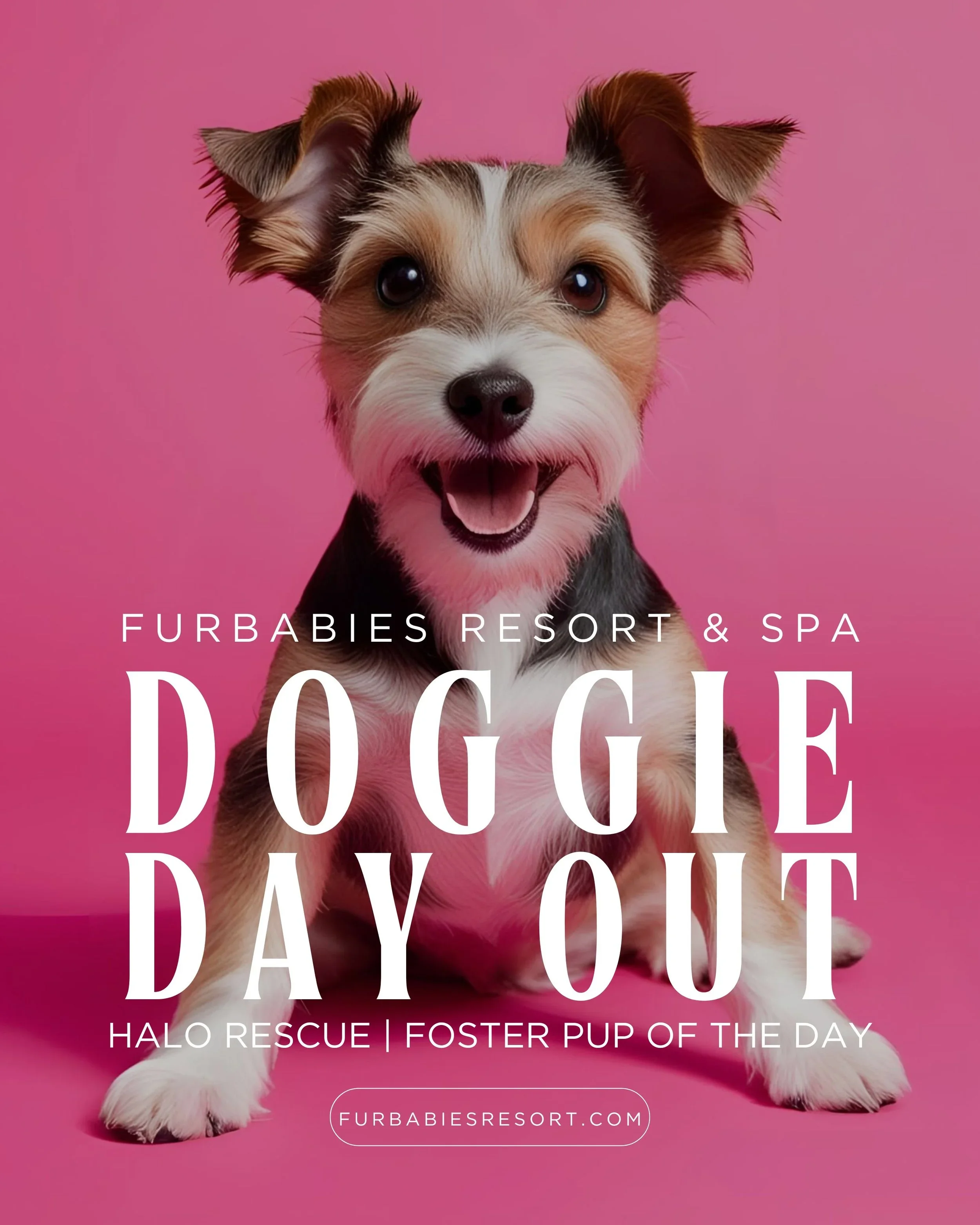 Halo Animal Rescue | Dunkin's Day Out at Furbabies Resort &amp; Spa