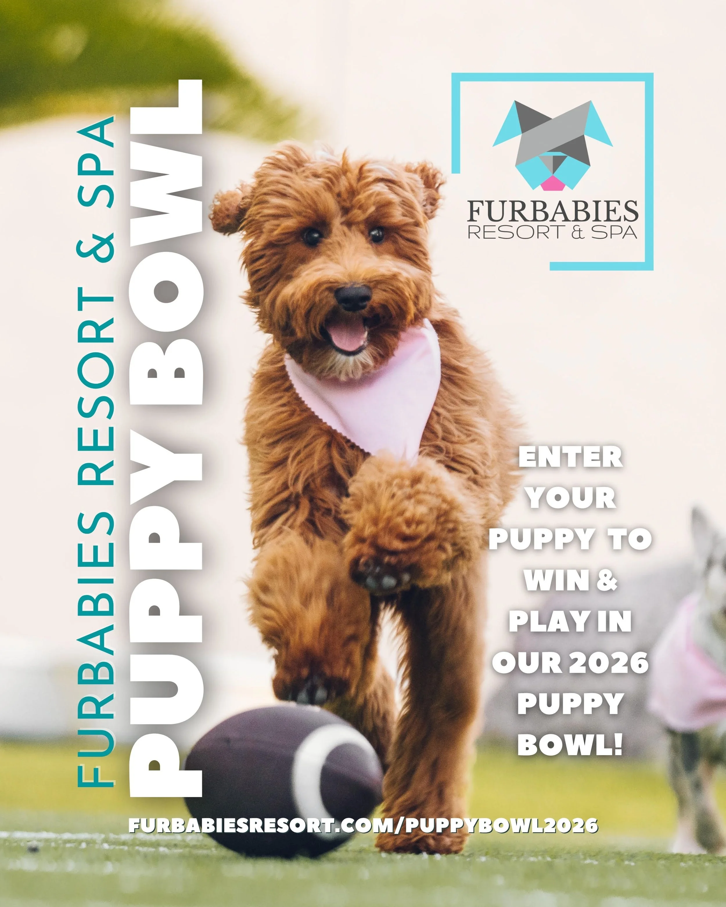 Enter Your Puppy To Win A Chance To Play In The FurBabies Puppy Bowl 2026