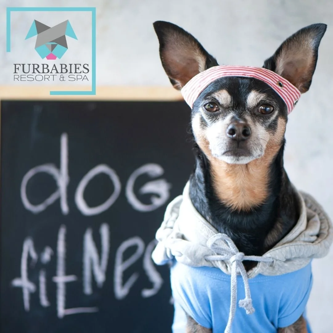 FurBabies Resort and Spa