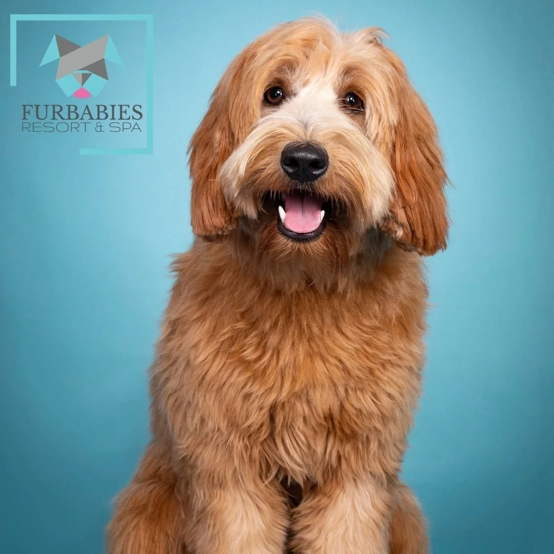 FurBabies Resort and Spa