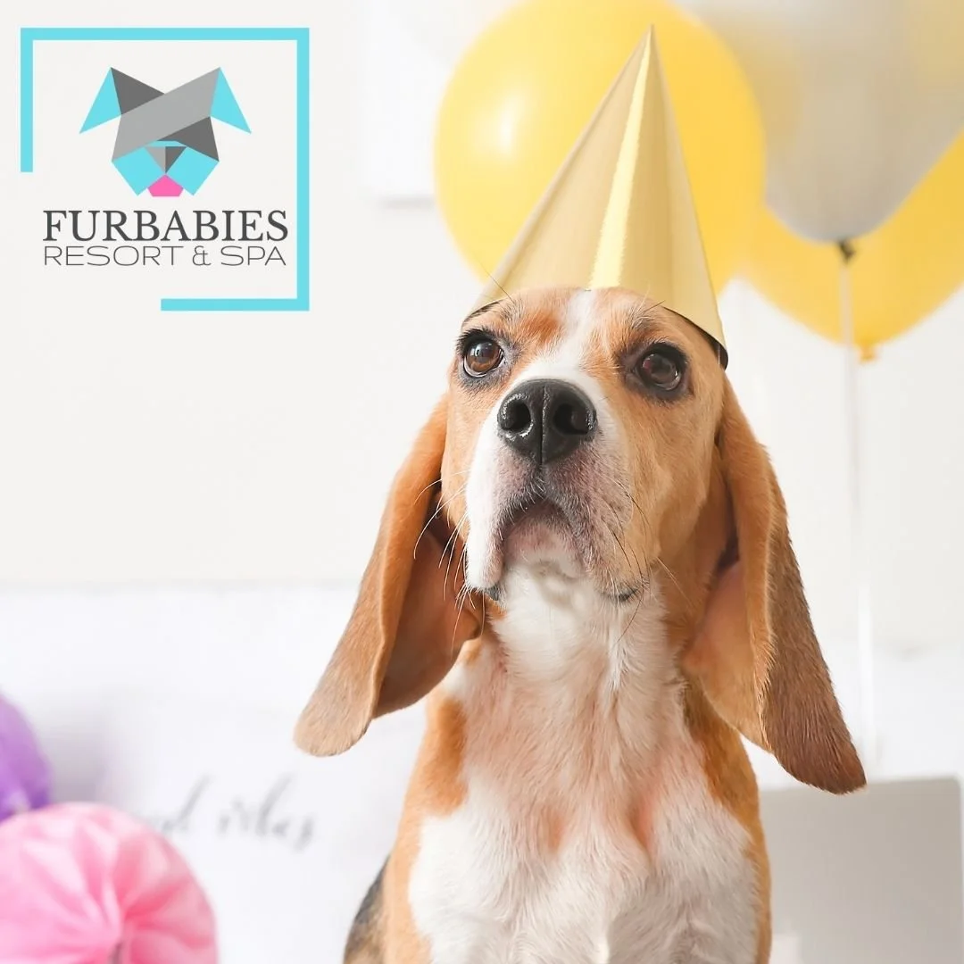 FurBabies Resort and Spa