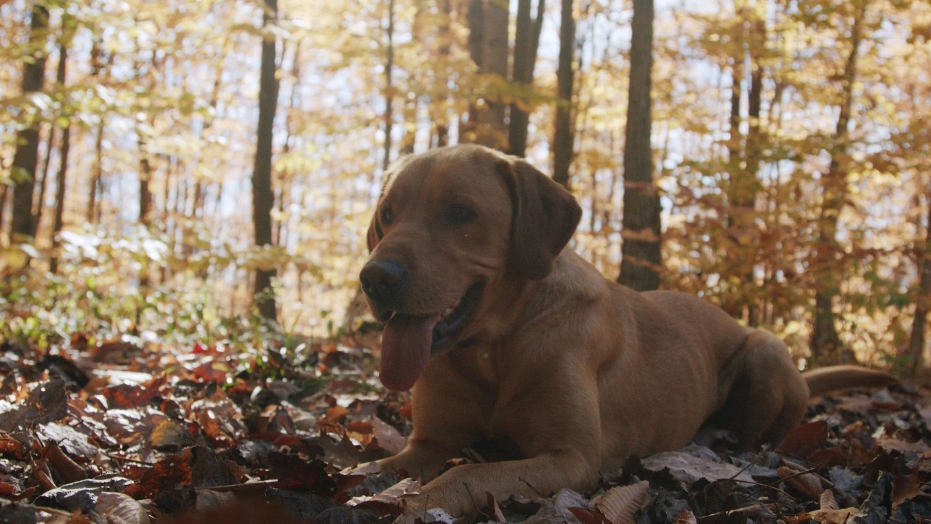 Archie Epic_1.1.1.JPG