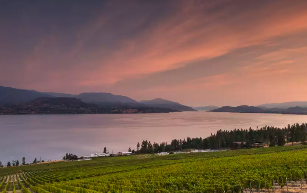 Visiting Kelowna's Vineyards: What to Know During Peak and Shoulder ...