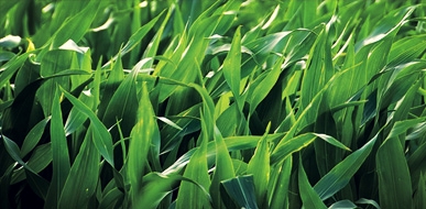 Corn field slice.jpg