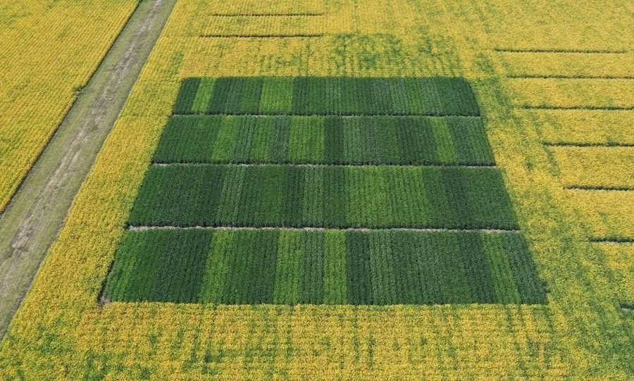 2022 BioLumic US soybean trials!