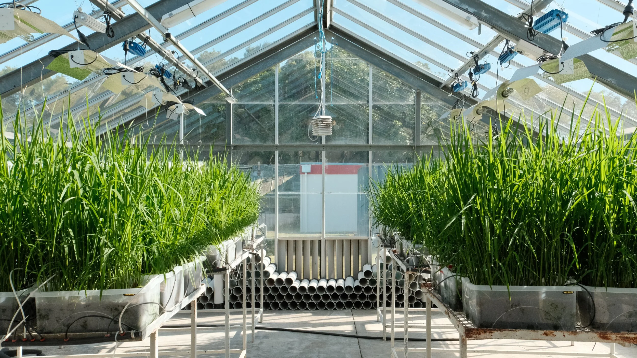 BioLumic achieves strong early gains in DDSR rice establishment traits