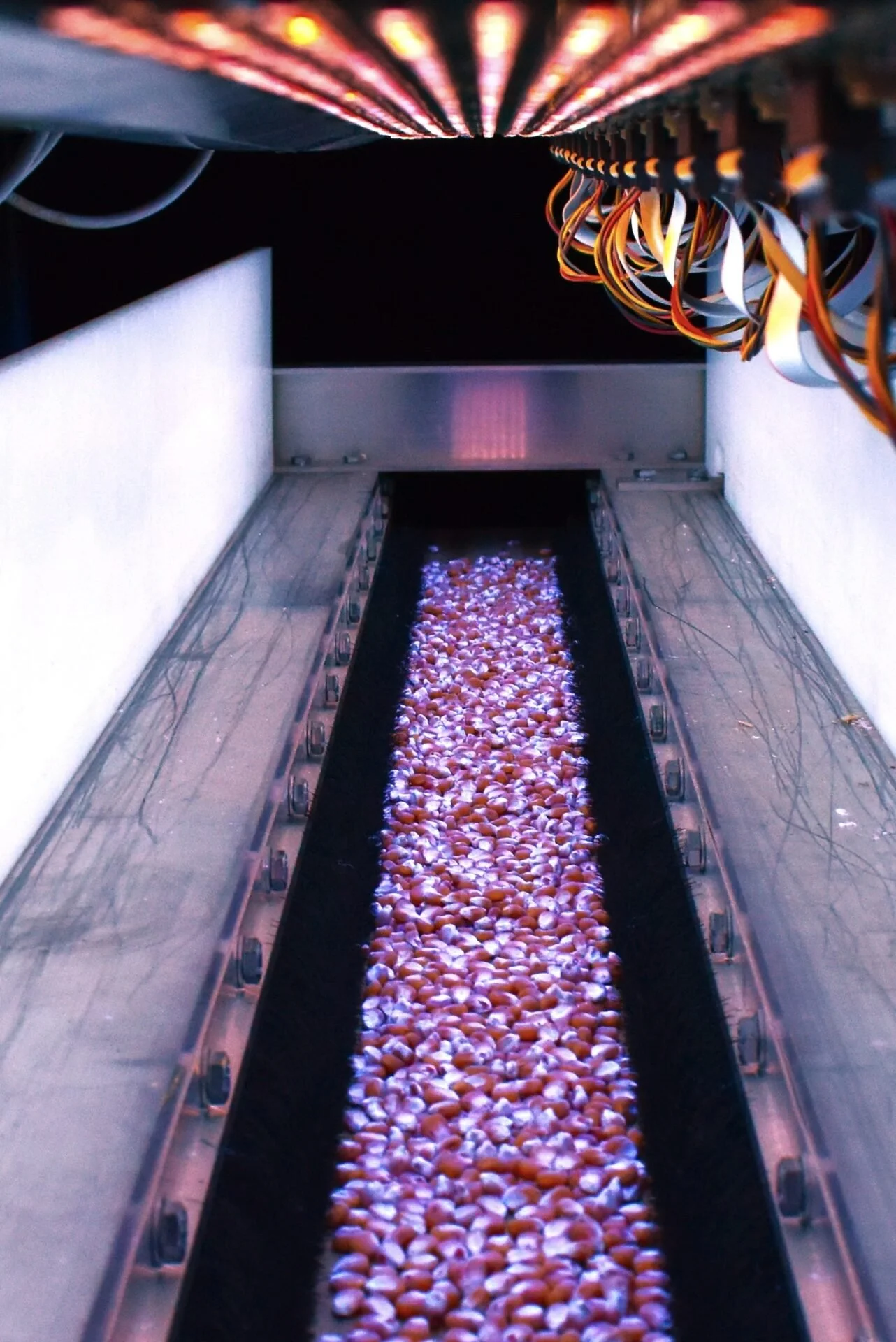 BioLumic’s Light-Activation on Seed Enhances Corn Production