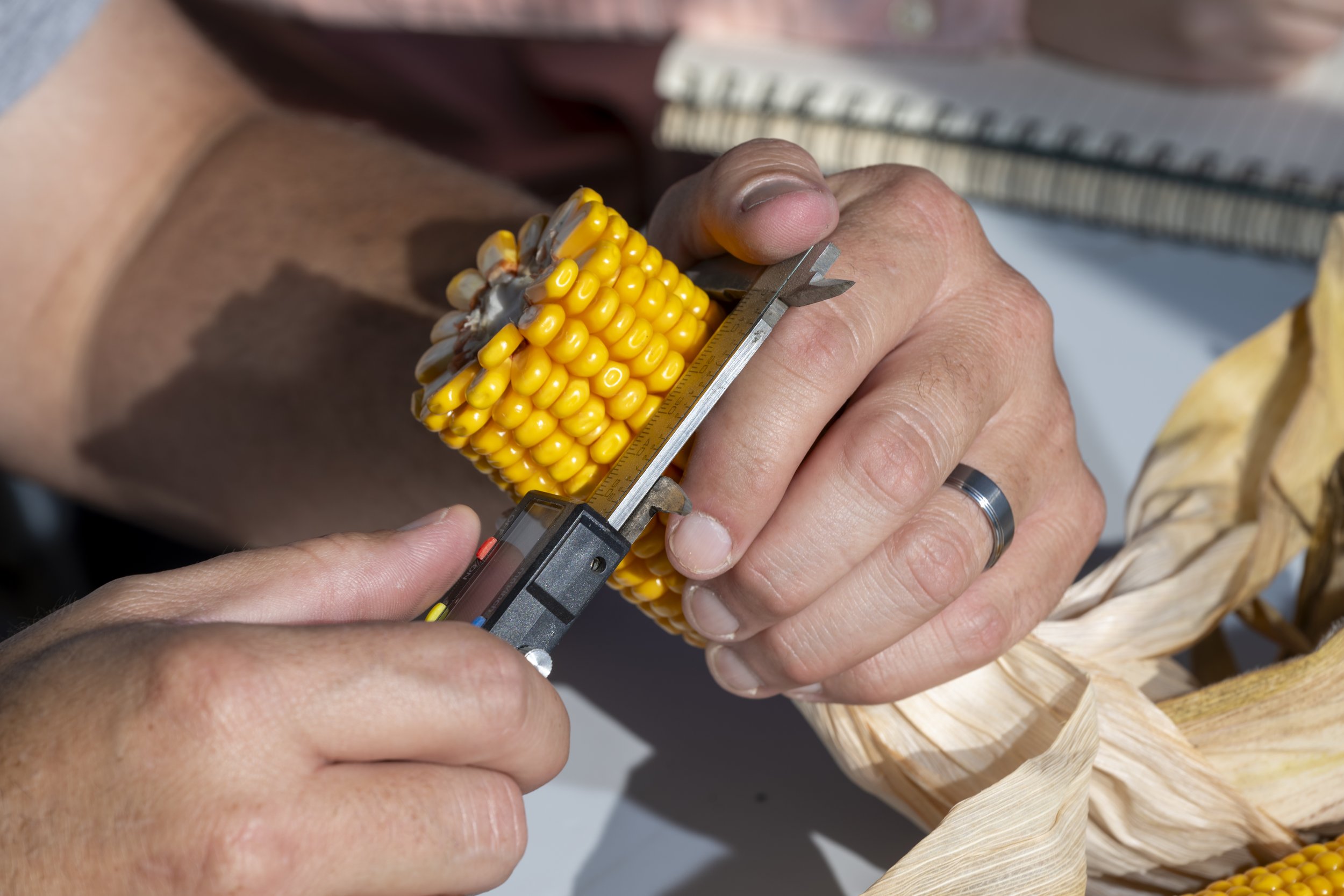 Lighting up LatAm: Seed trait company BioLumic takes UV tech to Brazil, Chile
