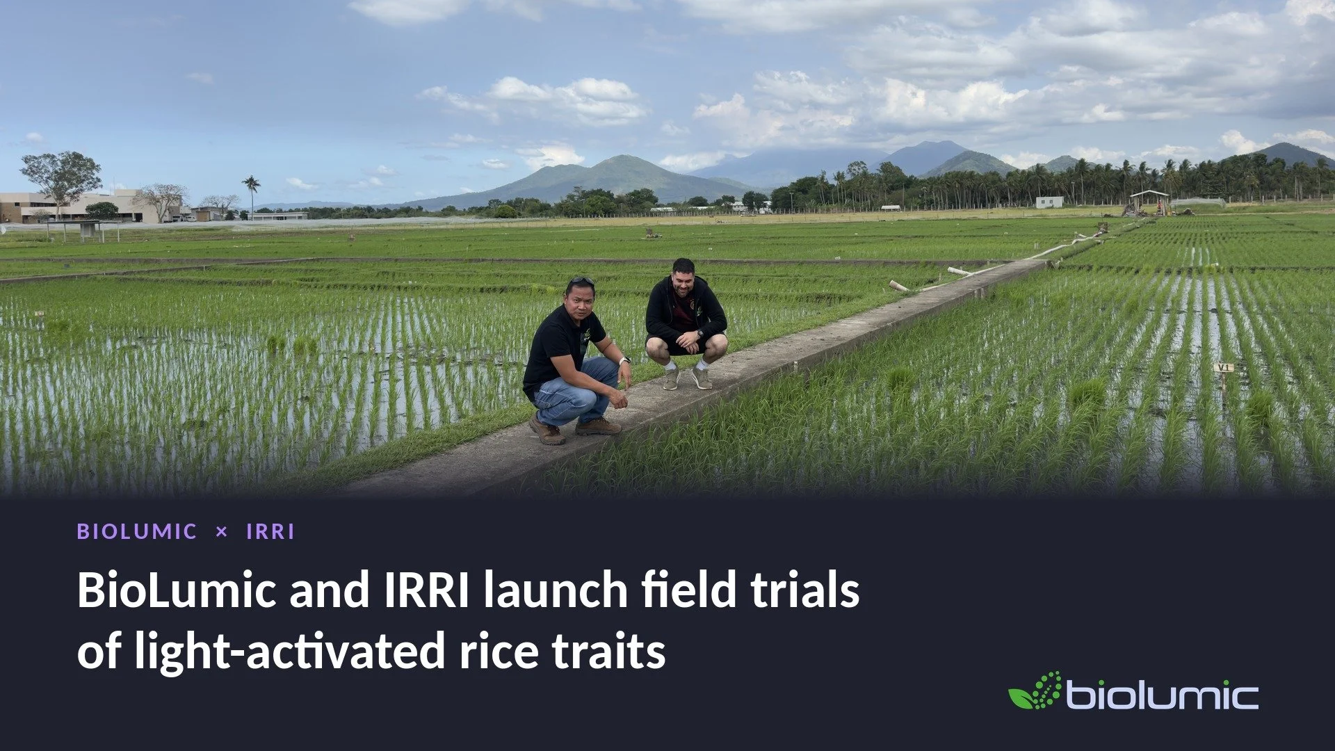 BioLumic and IRRI Field-Test Rice Trait Technology to Protect Yields, Cut Methane and Water Use