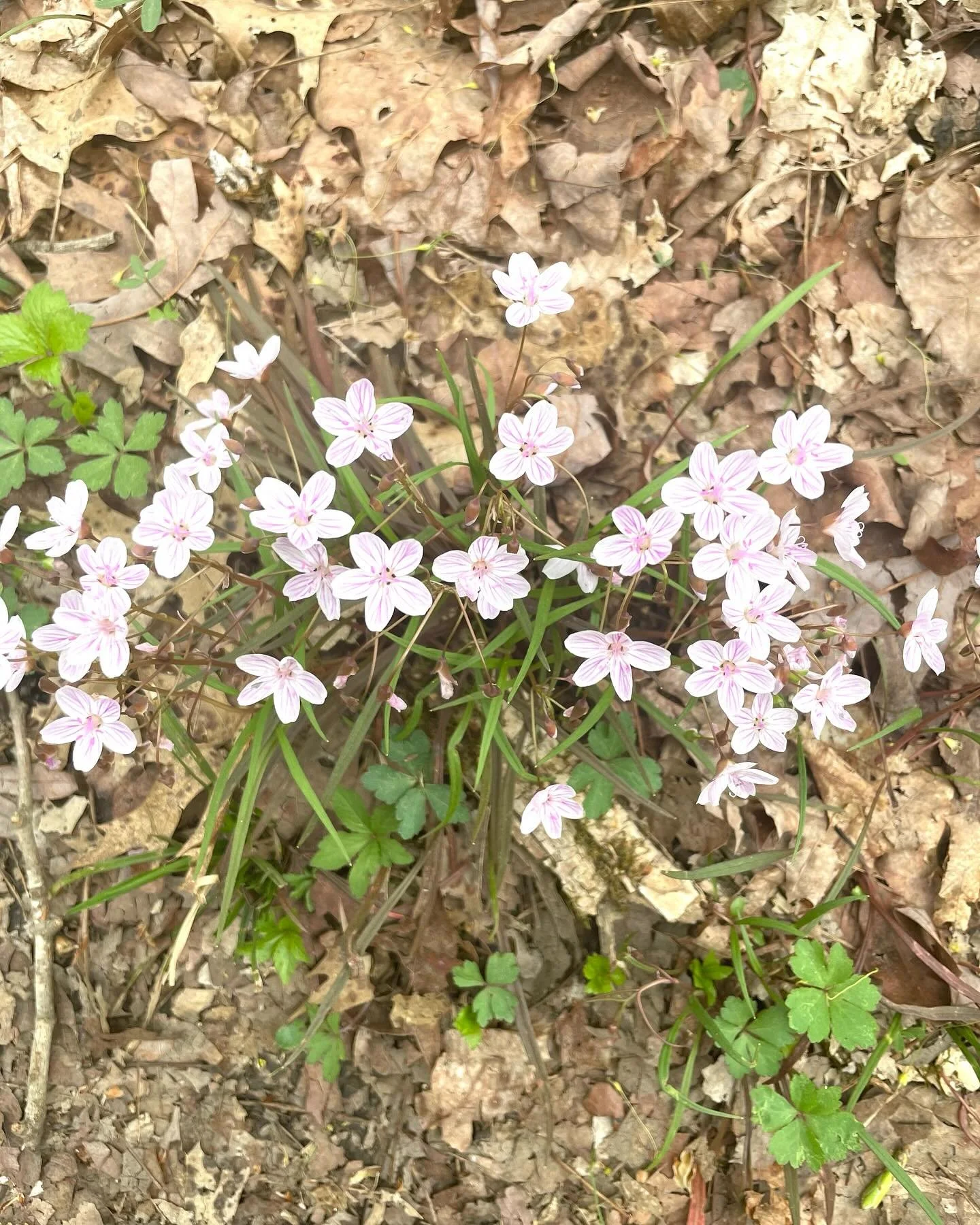 The last few weeks, I've spent a lot of extra time outside and it's been so good for my heart! 

There is such a peace in nature - it isn't ever worried about a thing! 🤍 Springtime is filled with such hope after the long winter season and I've been 