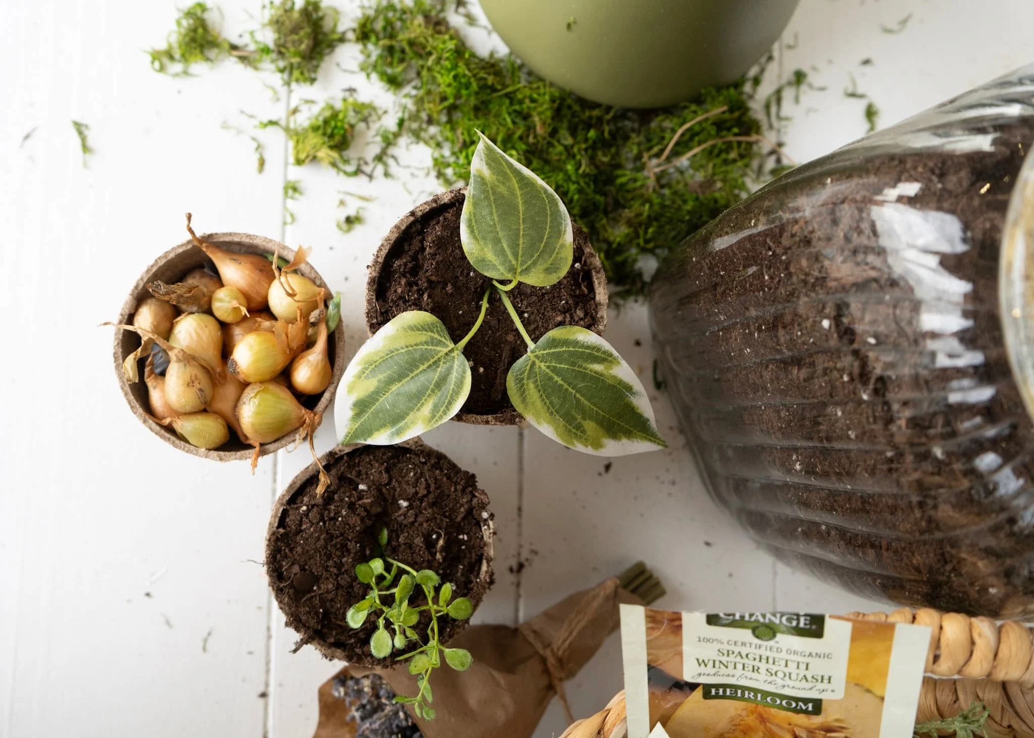 Planting spring window with dried onions and soil, spring visual window tend the soil.jpg