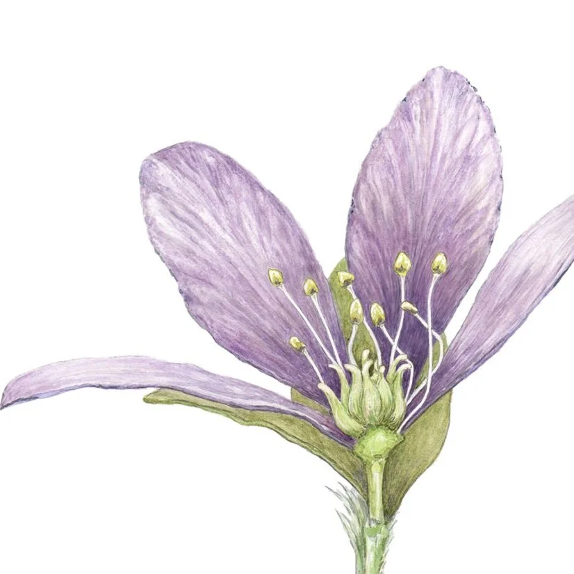 Hepatica_Grannis.jpg