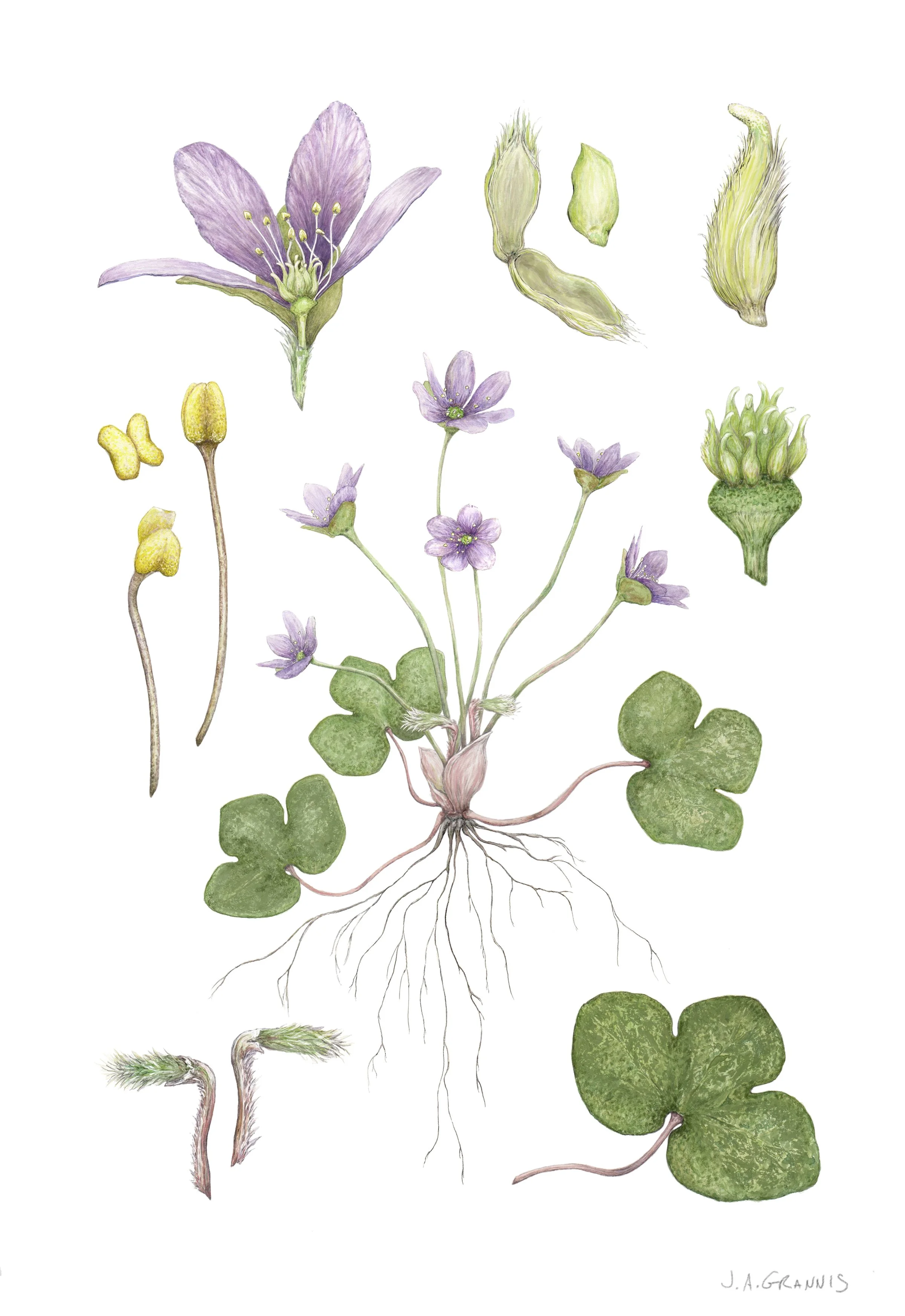 JGrannis_BotanicalDissection.jpg