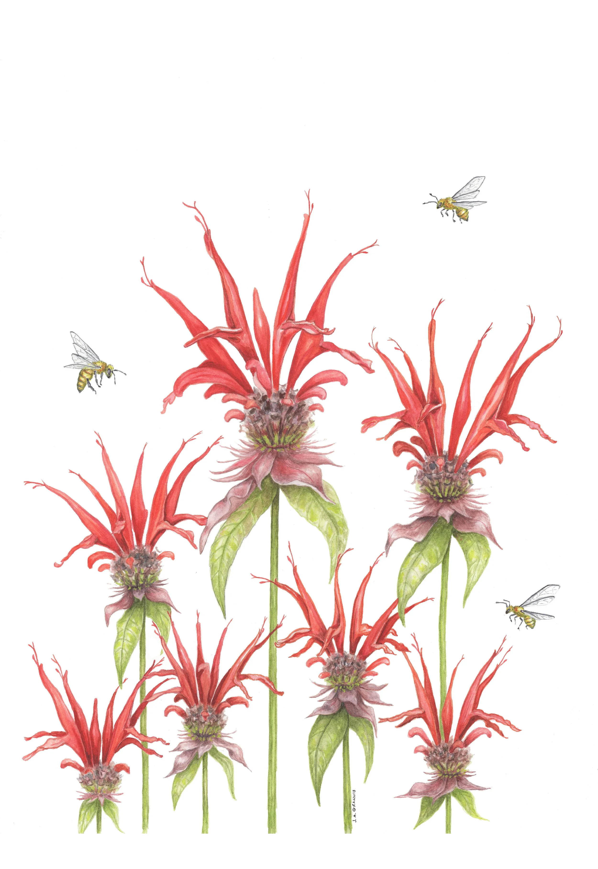 Monarda.jpg