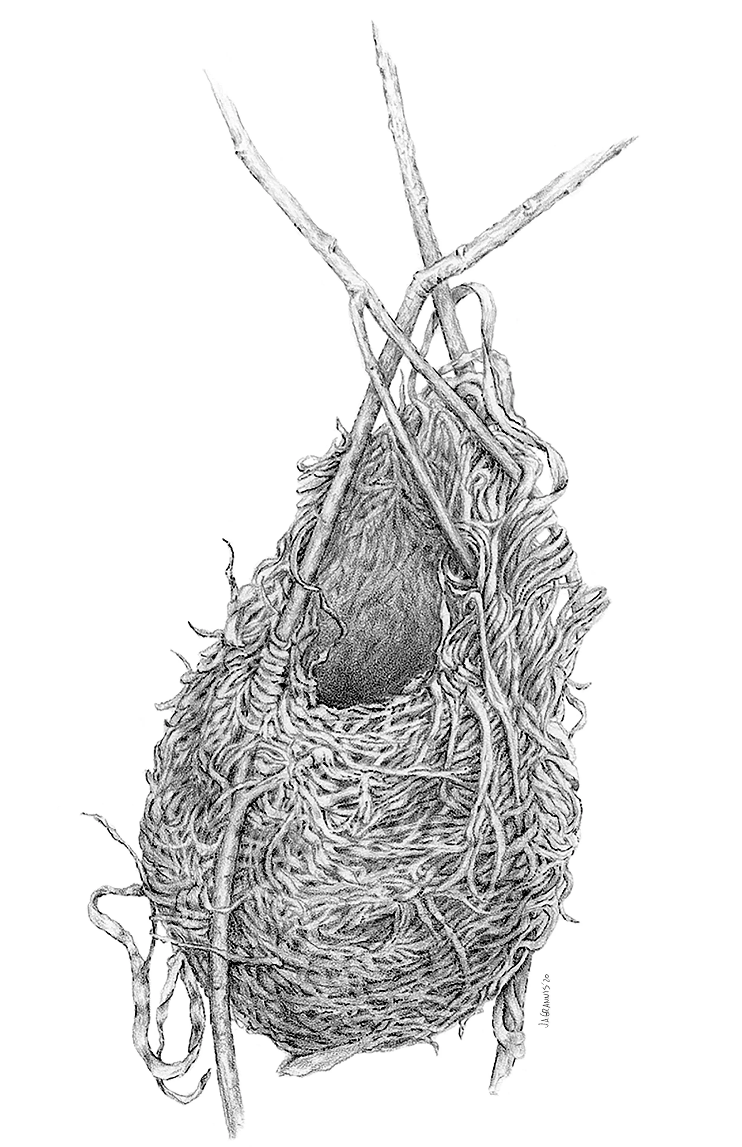 Nest.jpg
