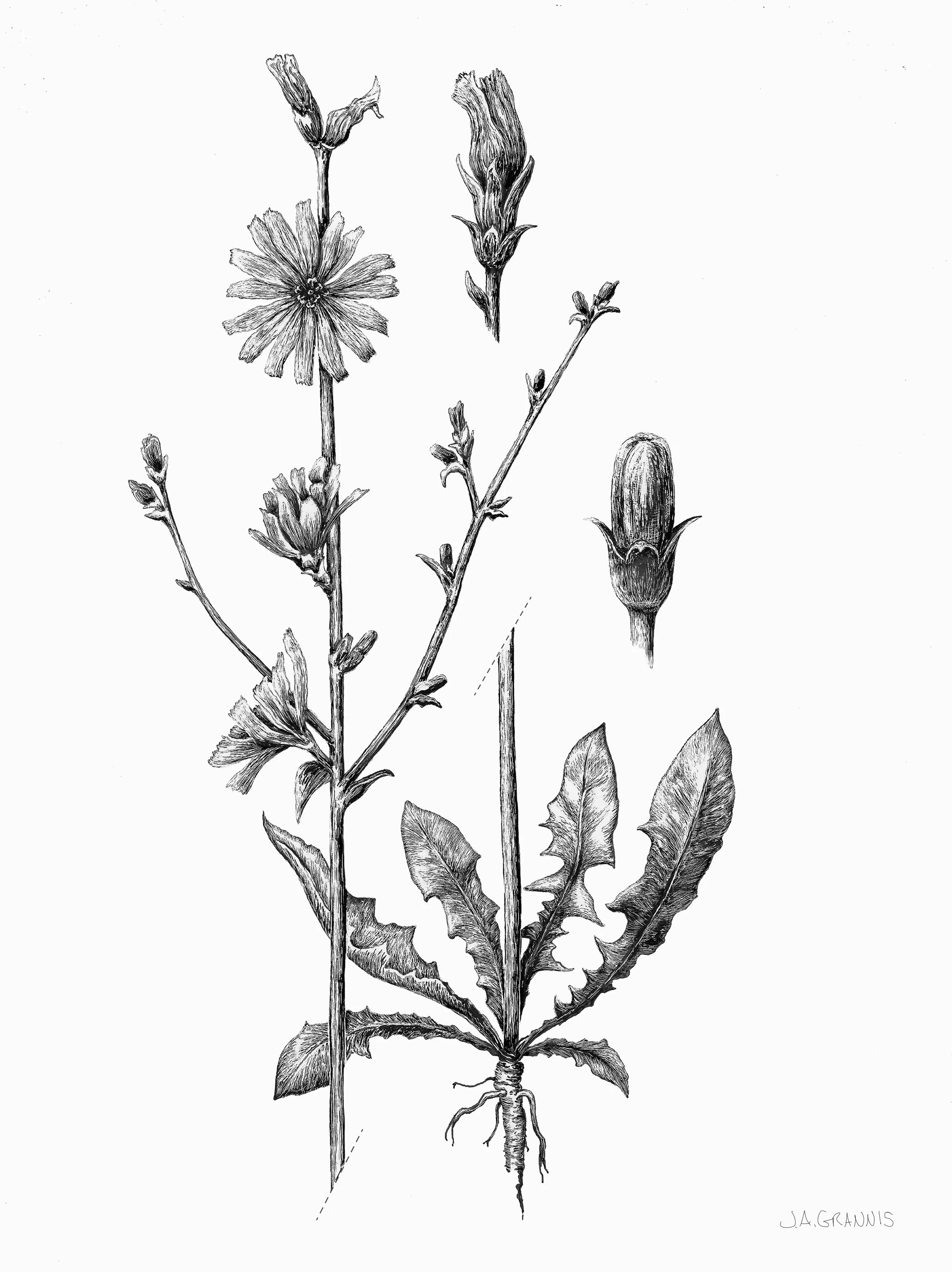 JGrannis_Chicory.jpg