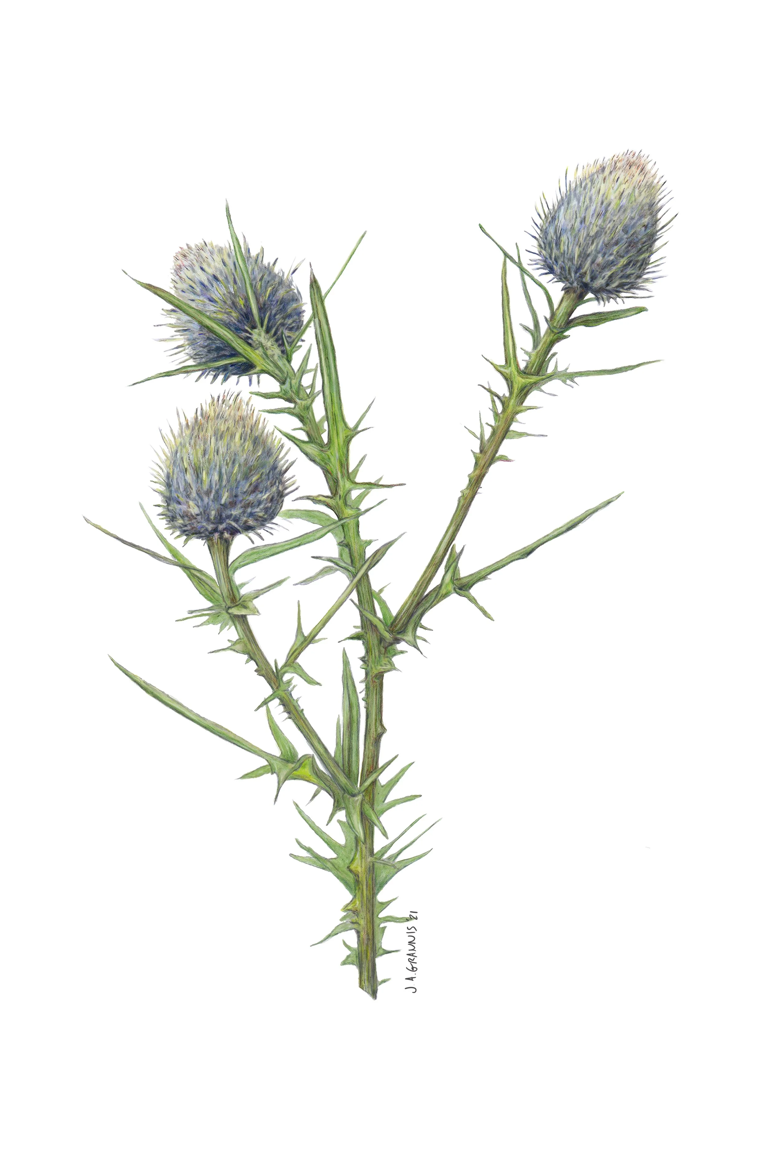 Thistle_12x18.jpg