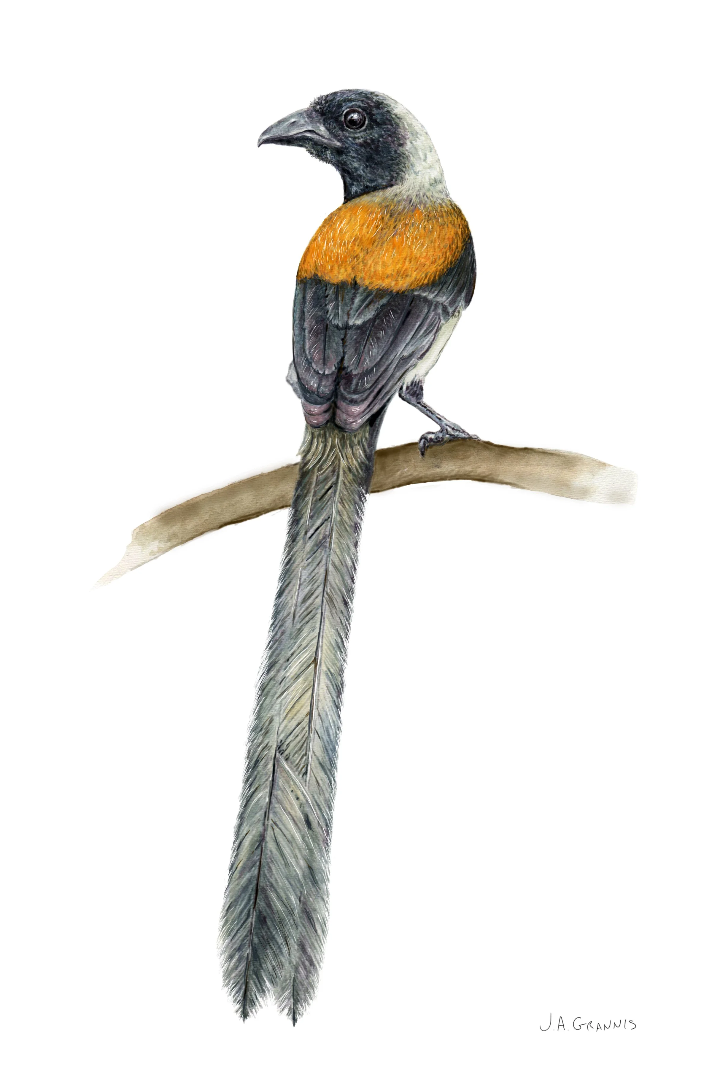 JGrannis_Treepie.jpg