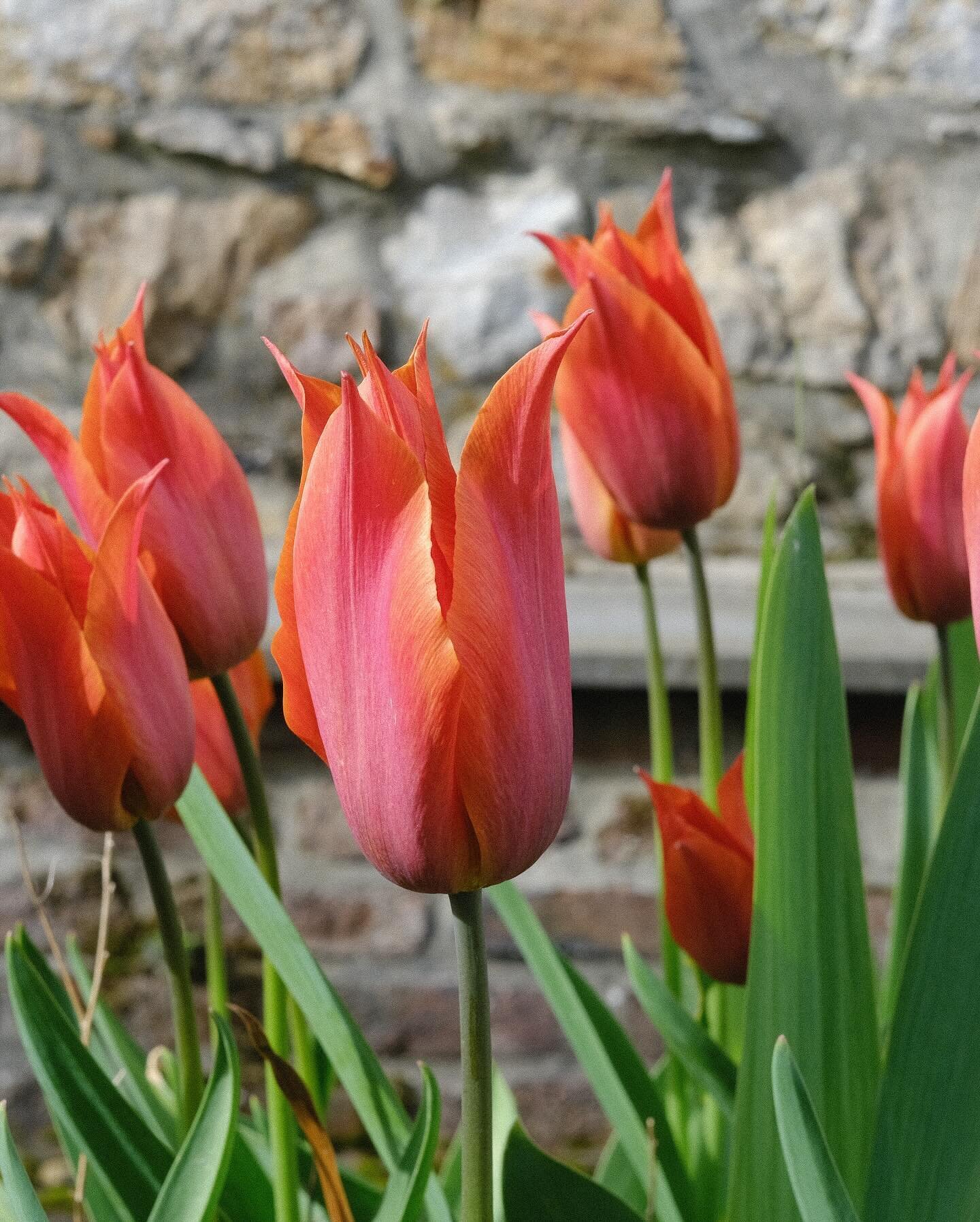 More floral beauty from Chateau Wod&egrave;mont 🌷 @fleuropean
.
#Fleuropean #Belgium #ChateauWodemont #underthefloralspell #dsfloral #travelingflorist #springflowers #springblooms