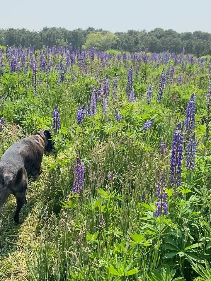Last week, we lost our beloved CHO (Chief Happiness Officer), Dutch 💔

Dutch served smiles and flowers alongside us for 12 years. If you knew Hafsa &amp; Co. behind the scenes, you likely knew Dutch. Where we went, he did too. Workshops, installs, o