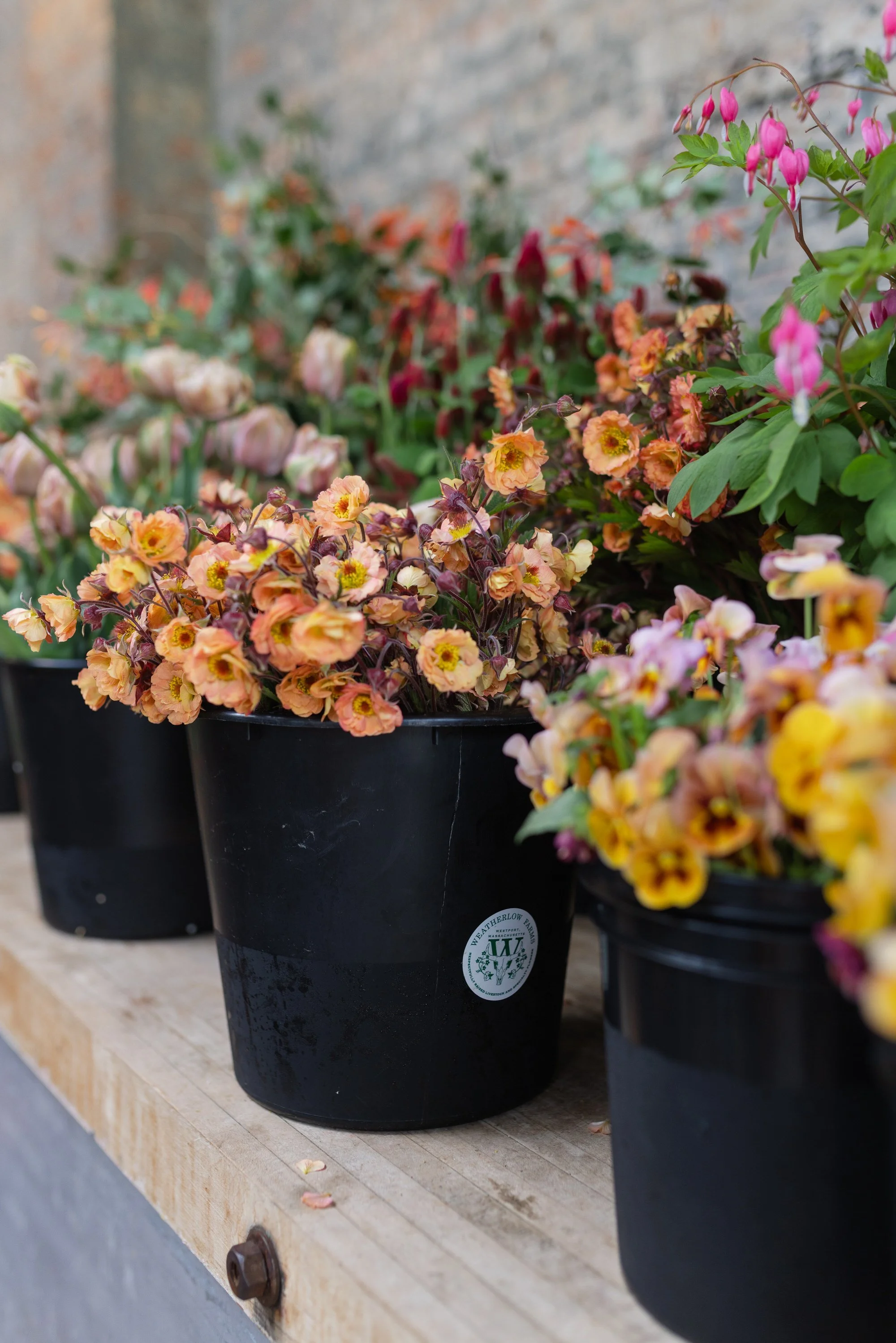 Black planters filled with colorful flowers, placed on a wooden surface against a brick wall background.