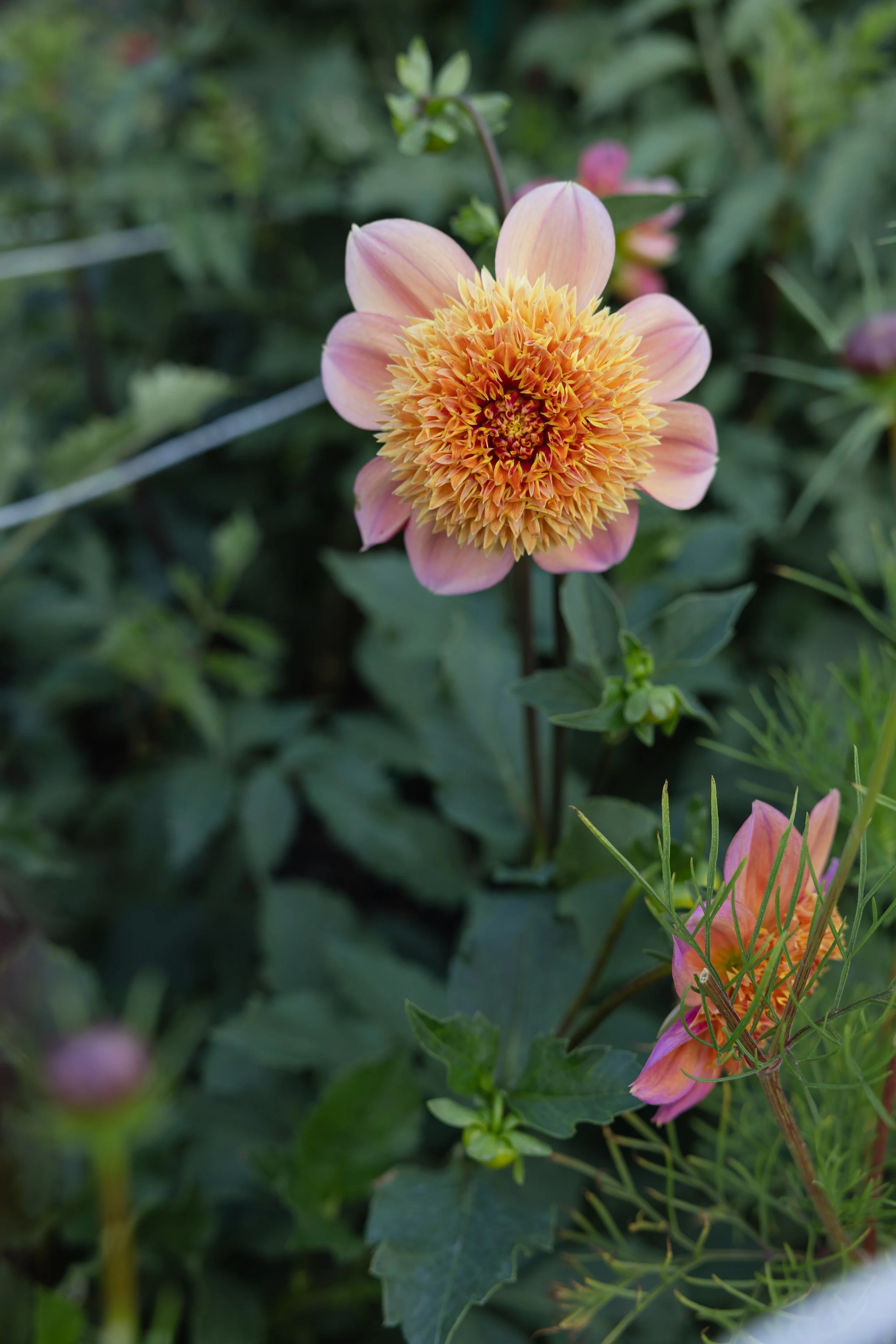 A close-up of a peach-colored dahlia flower with yellow and orange center, surrounded by green foliage.