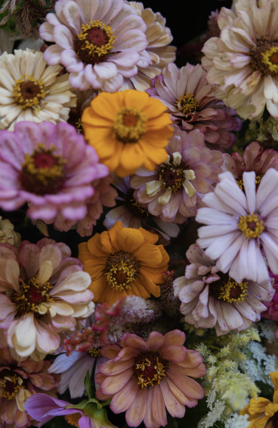 Close-up of multicolored zinnia flowers in pink, yellow, and white with yellow and brown centers.