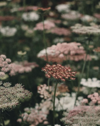 Cluster of pink and white flowers in a field.