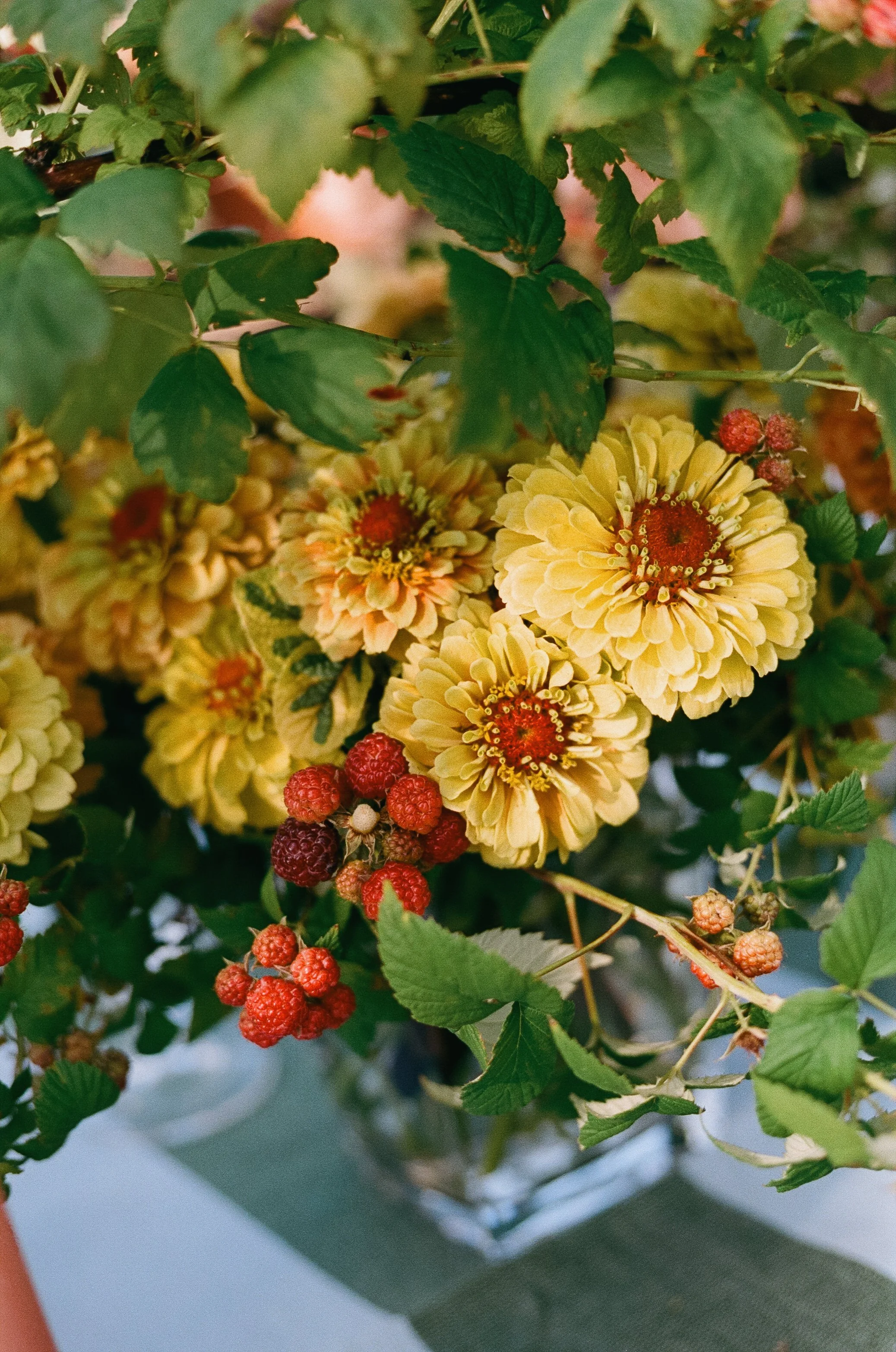 Yellow and orange dahlias flowers with green leaves and red raspberries on a plant.
