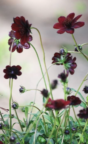 Dark red and black flowers with green stems and leaves.