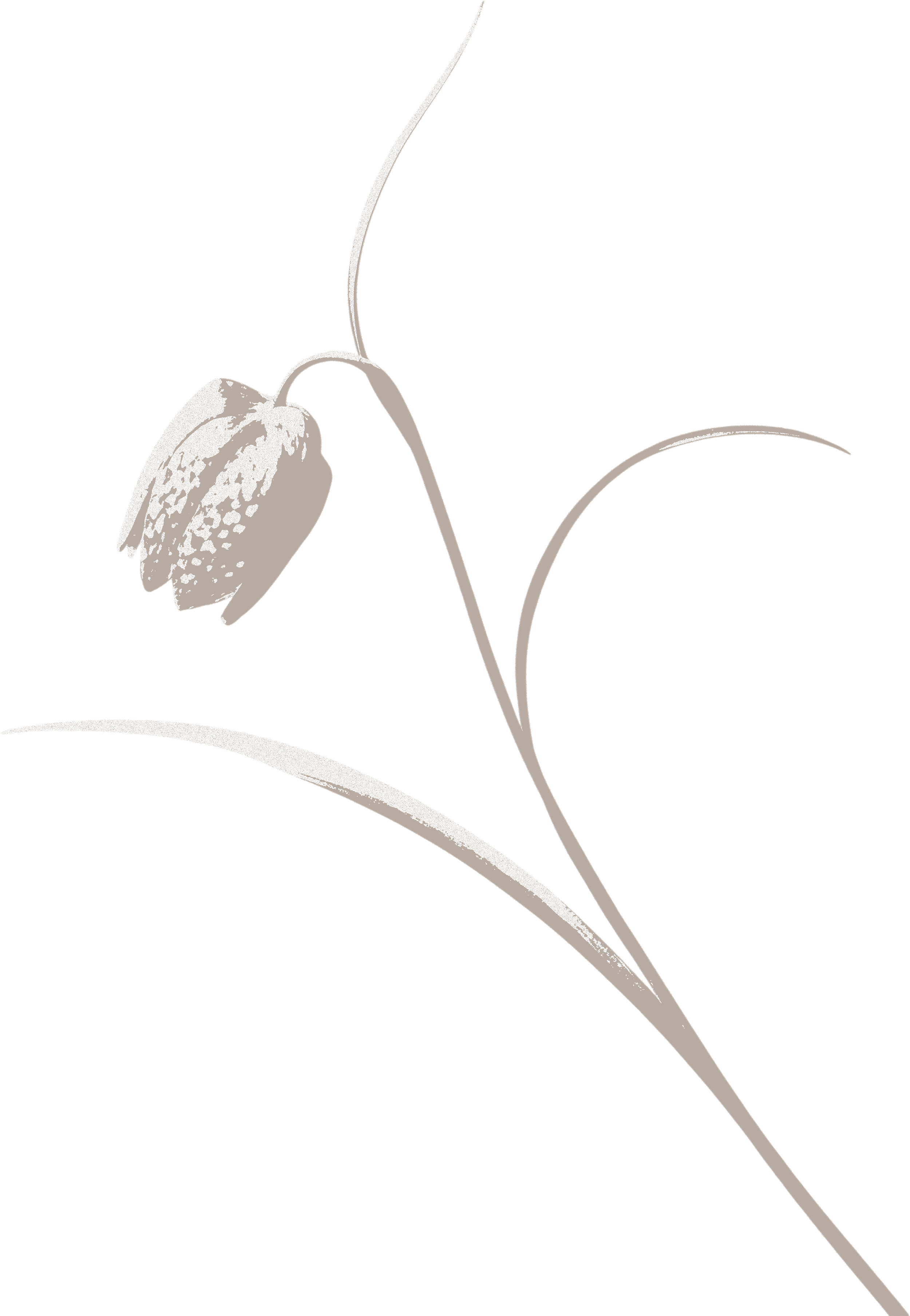 A minimalist illustration of a drooping flower with textured petal and curved stem against a black background.