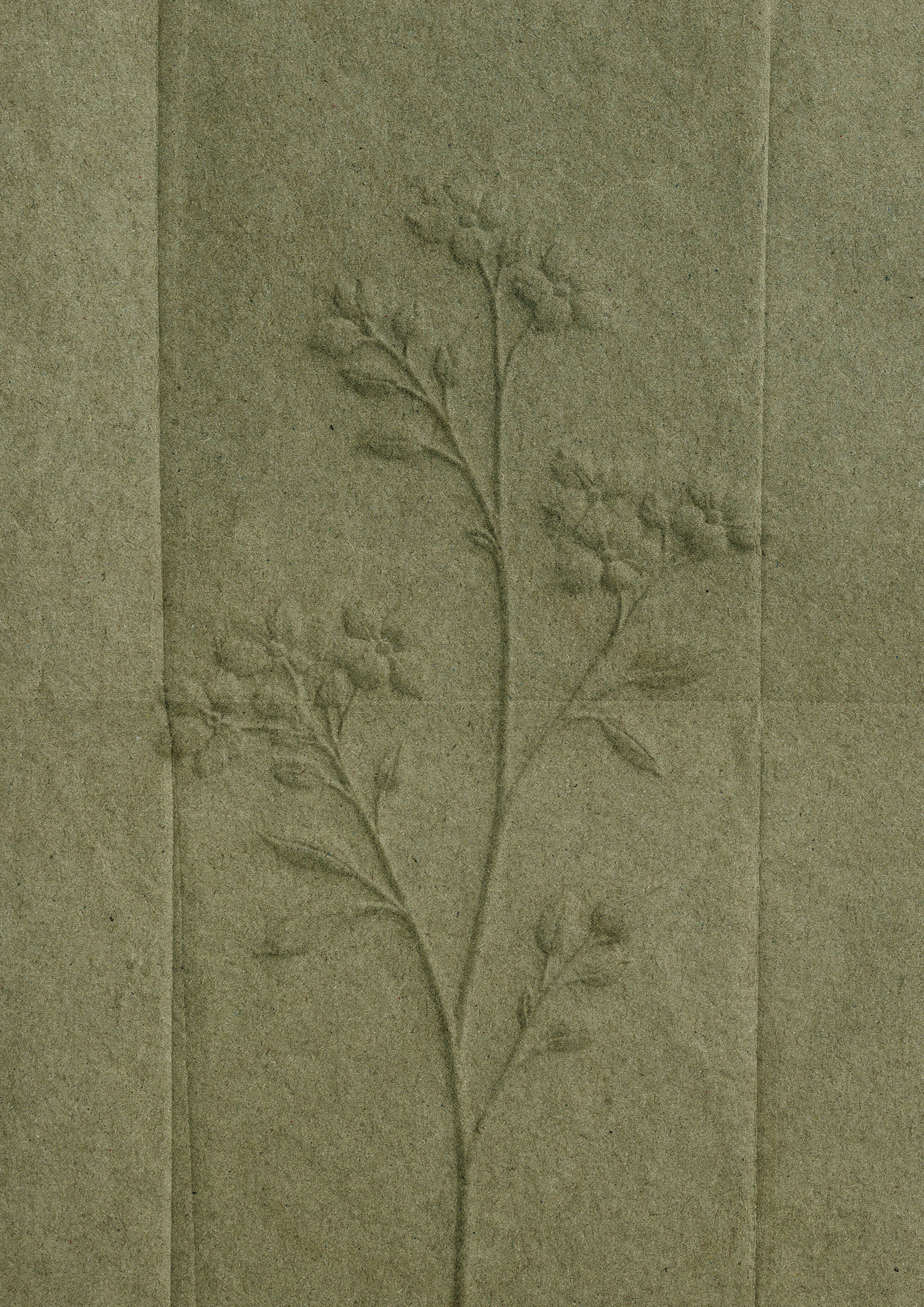 A detailed drawing or engraving of a flowering plant with multiple blossoms and leaves, shown in a delicate, natural style.