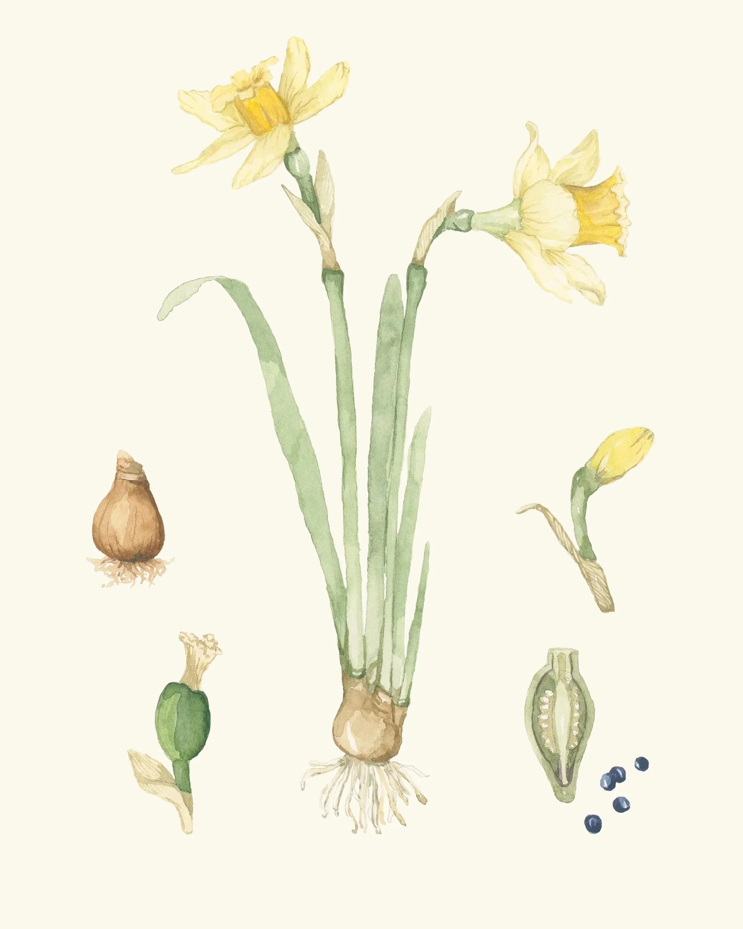 April: The Daffodil