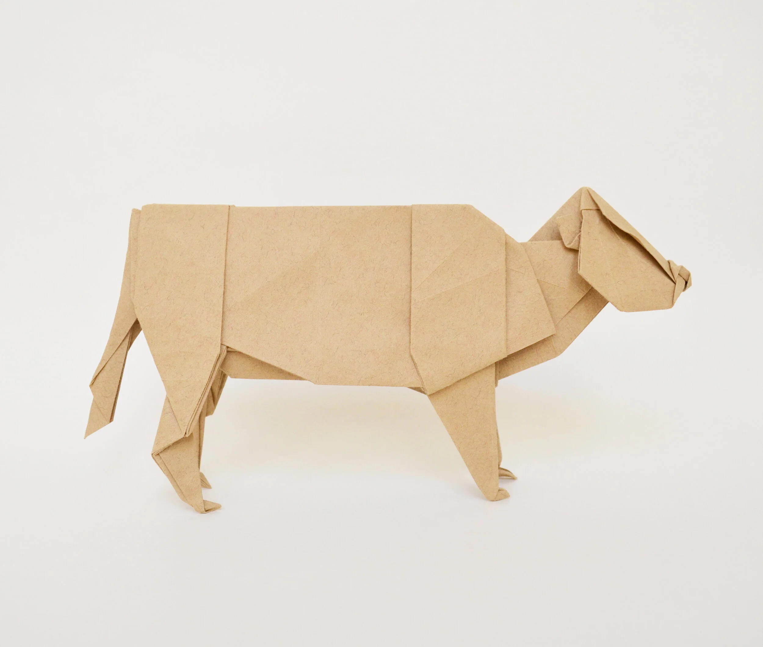 cow.JPG