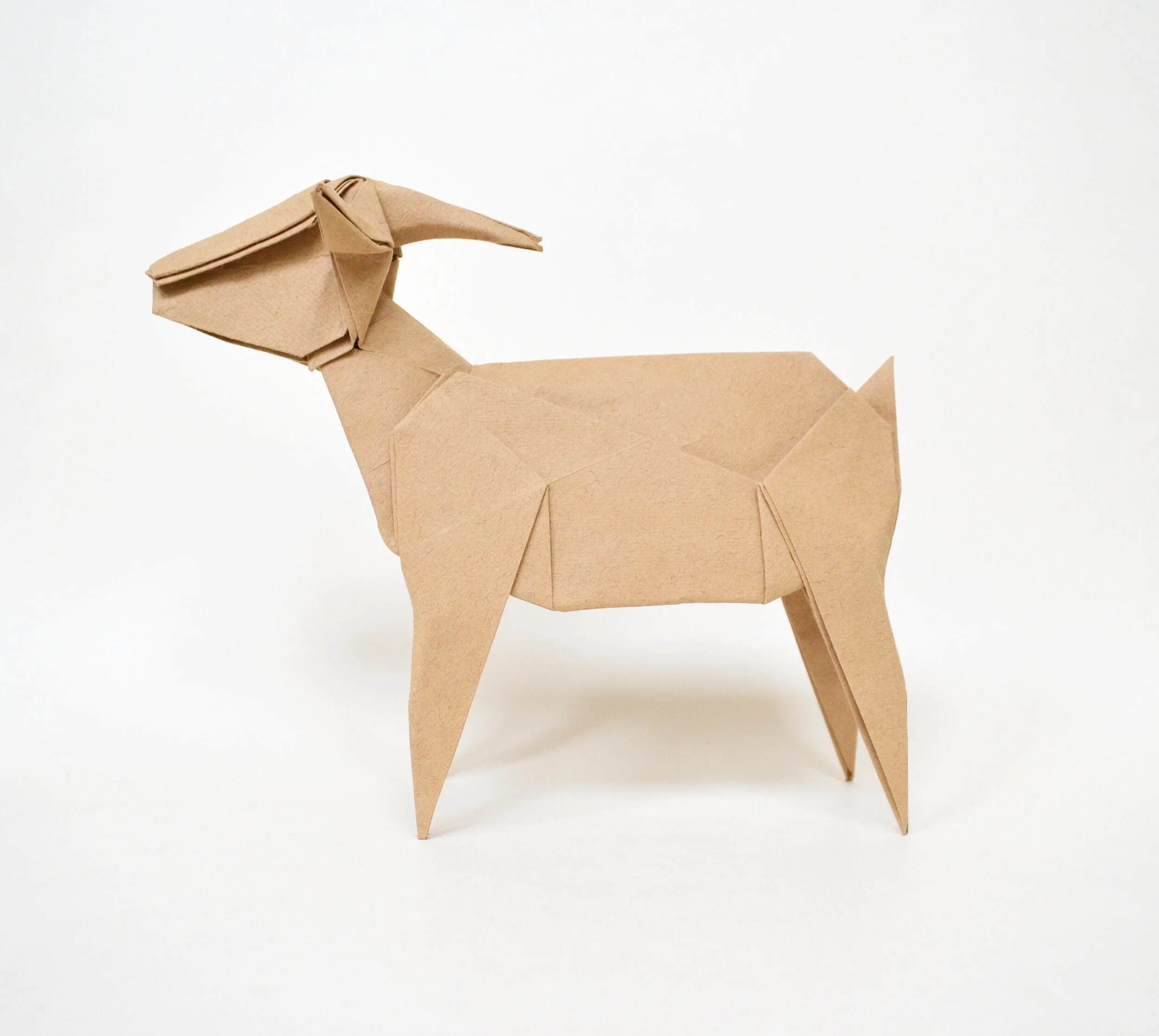 goat1.JPG
