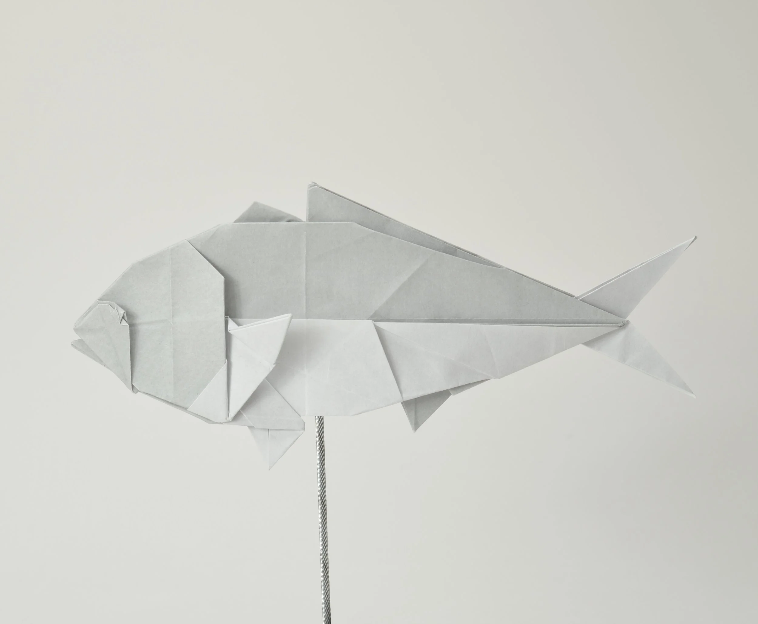 yellowtail2.JPG