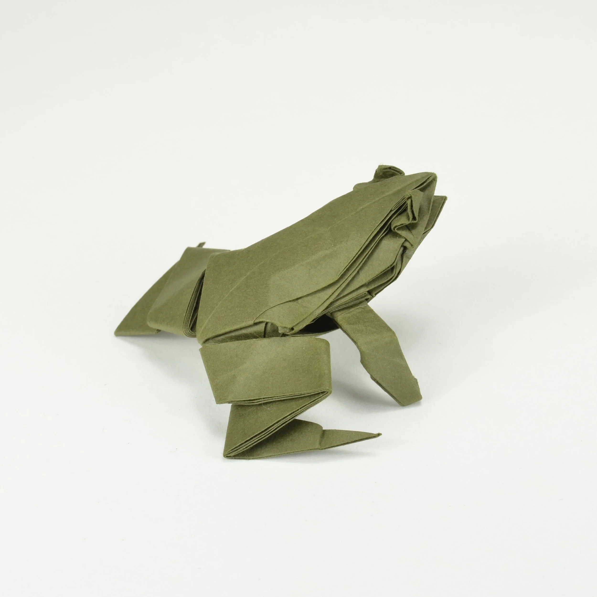 frog1.JPG