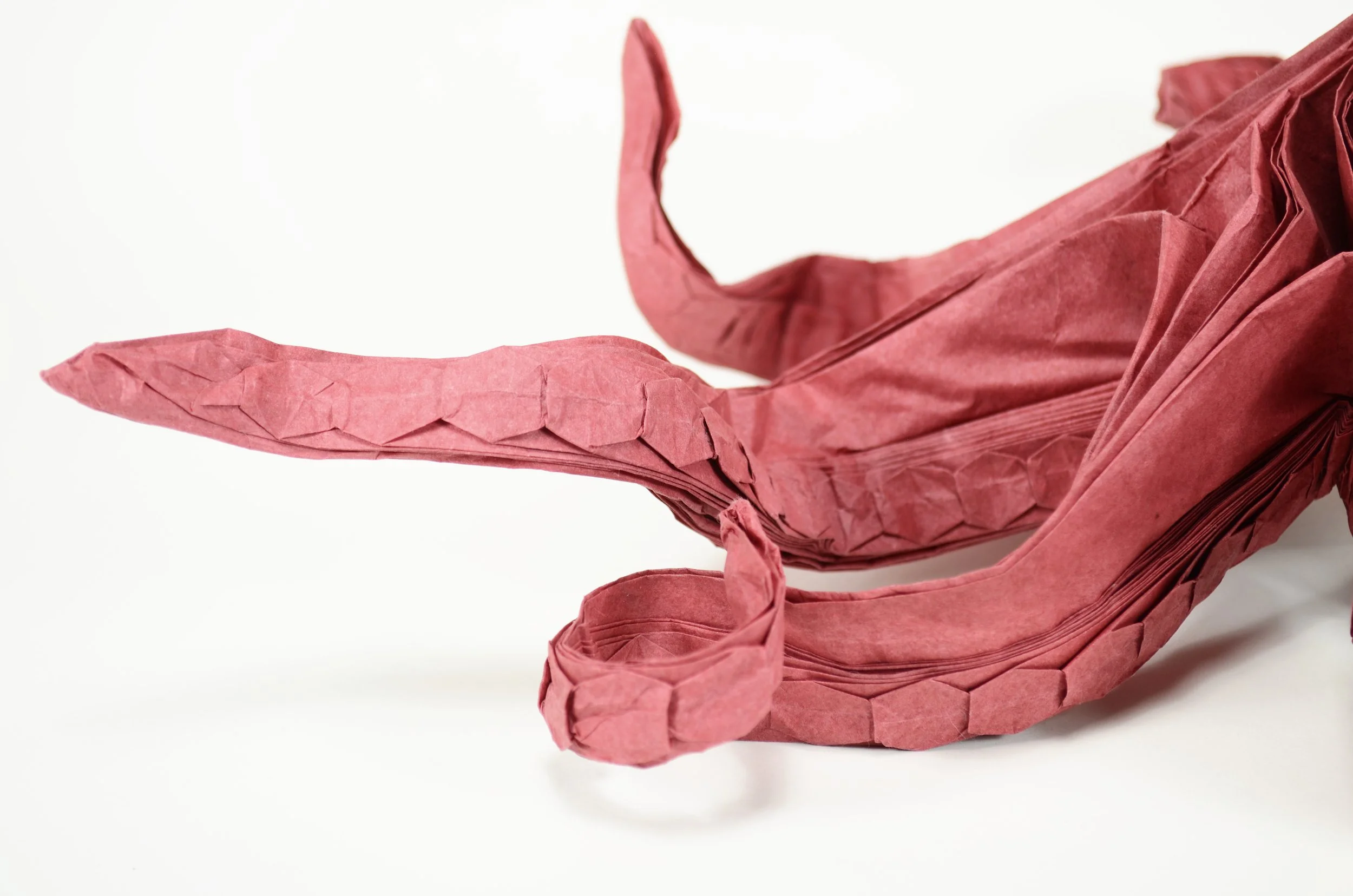octopus4.JPG