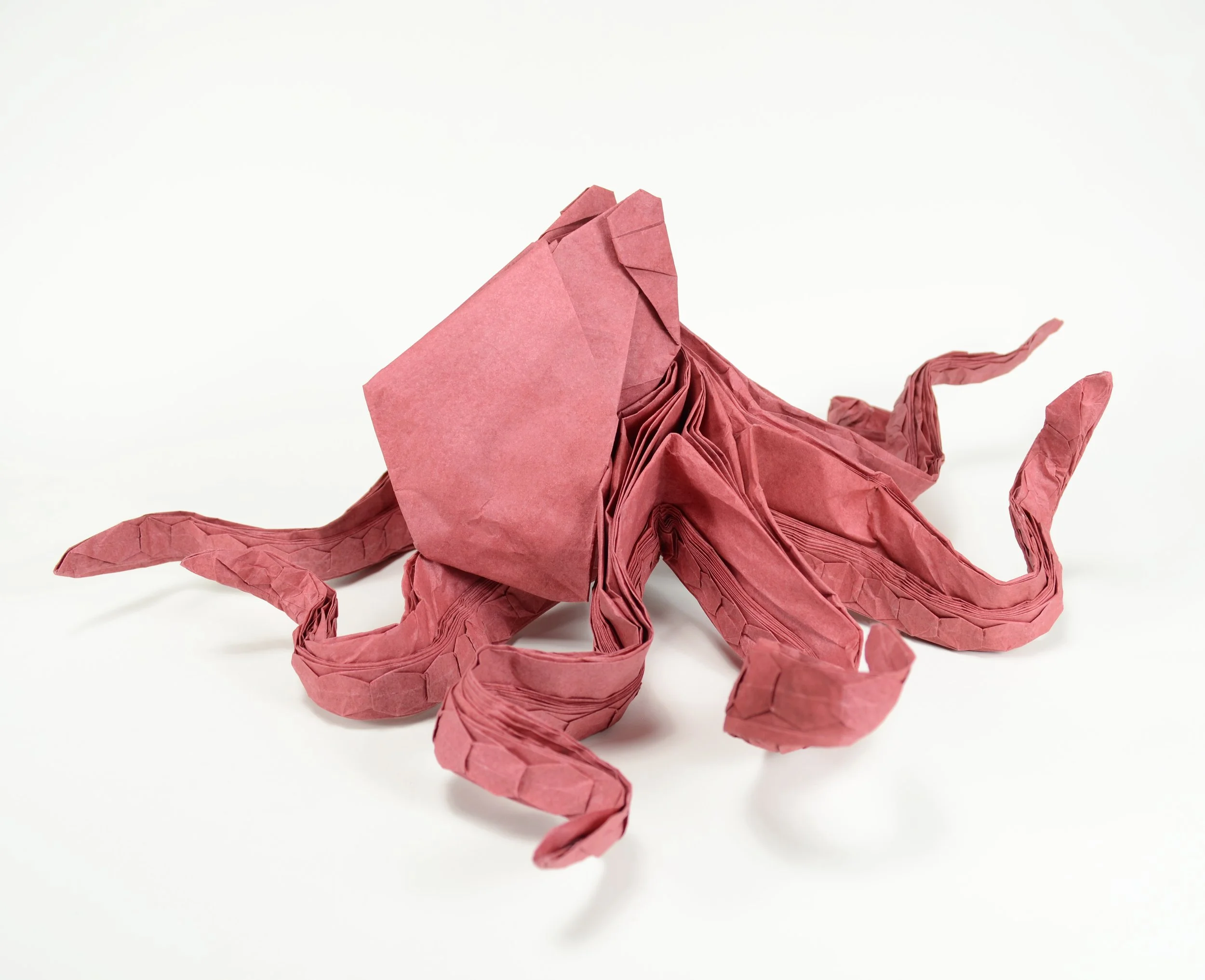 octopus7.JPG