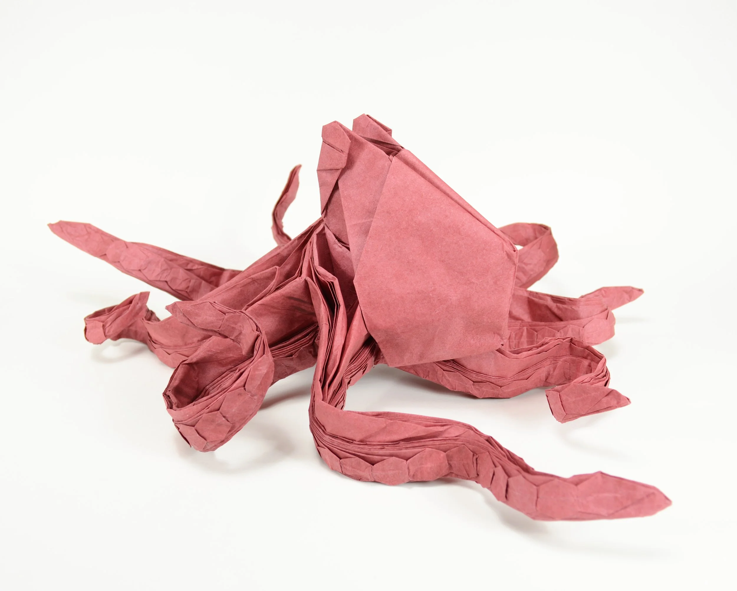 octopus6.JPG