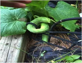 Twisted Cucumber.jpg