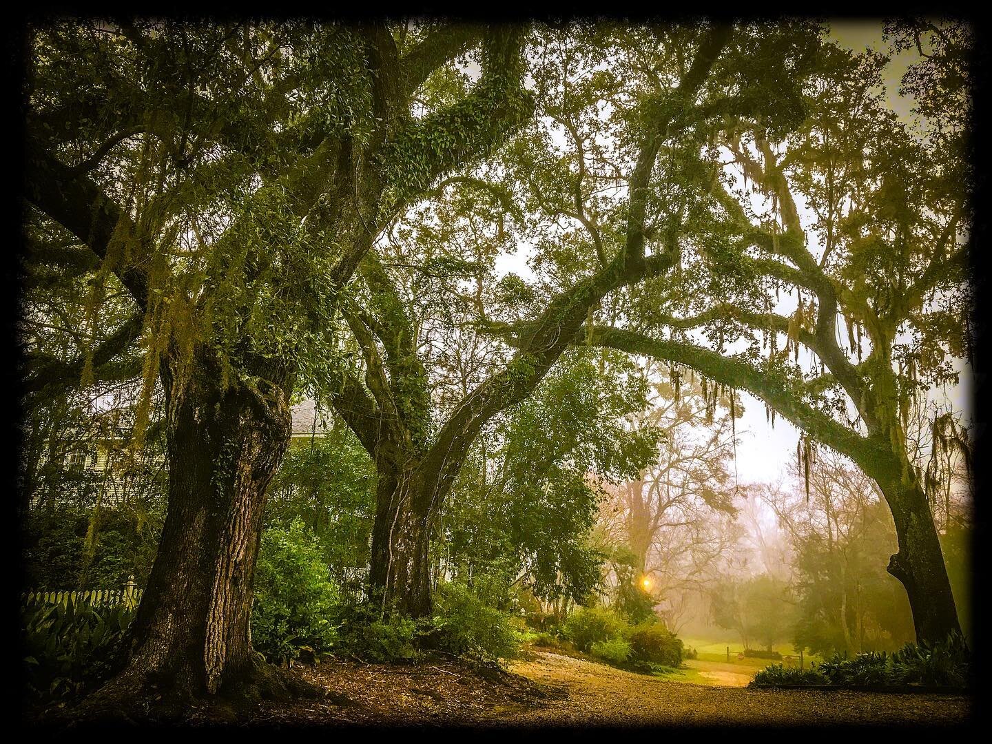 A dreamy live oak landscape. My favorite trees. #nature #landscapephotography #liveoak #louisiana