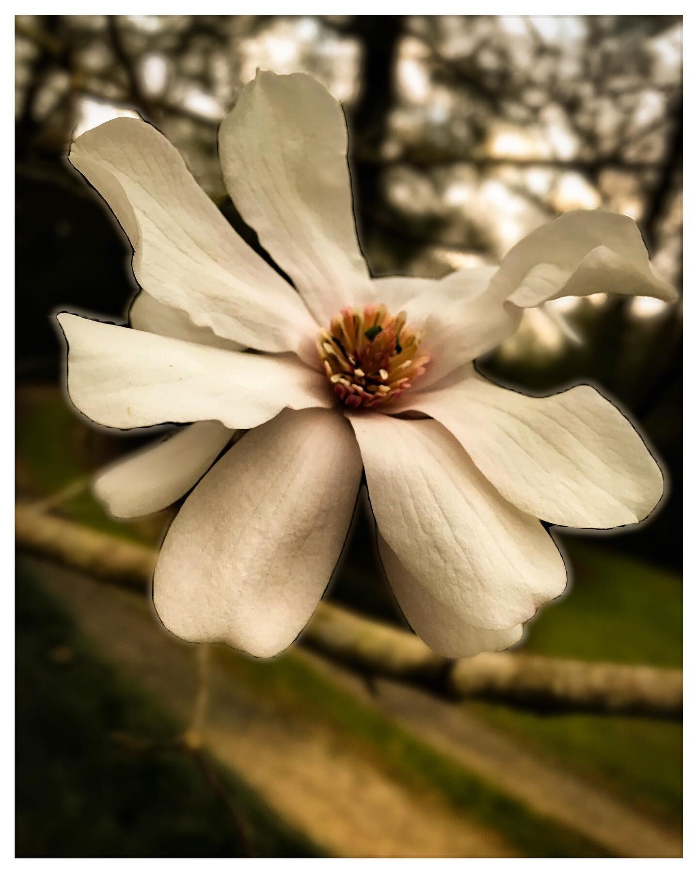 Our Native Magnolia is blooming crazy-early this year. Praying for an early Spring or we&rsquo;ll lose lots of blossoms. #climatechange #weather #nature #louisiana