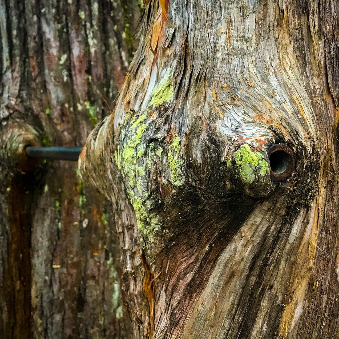 Thought for the day: Growth in the face of obstacles requires flexibility and perseverance. #louisiana #landscape #landscapephotography #trees