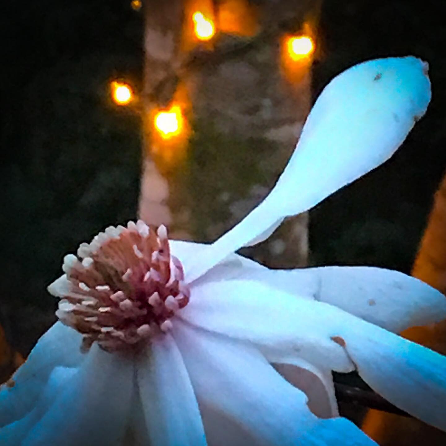 Native Magnolia, early morning Magic Hour when the light luminance balances. We may leave the Christmas lights up. #louisiana #louisianaphotographer #nature #treesofinstagram