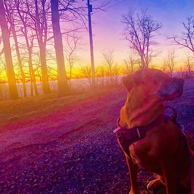 Yesterday evenings gorgeous sunset with Mama Daisy (Sister, Annie Bananie got jealous! (Can you imagine??)) So here&rsquo;s her pre-sunset glowing eyes (eye) 😂 #Animlz #dogwalking #frontroyal #highknob #shotoniphone #plotthoundsofinstagram #plotthou