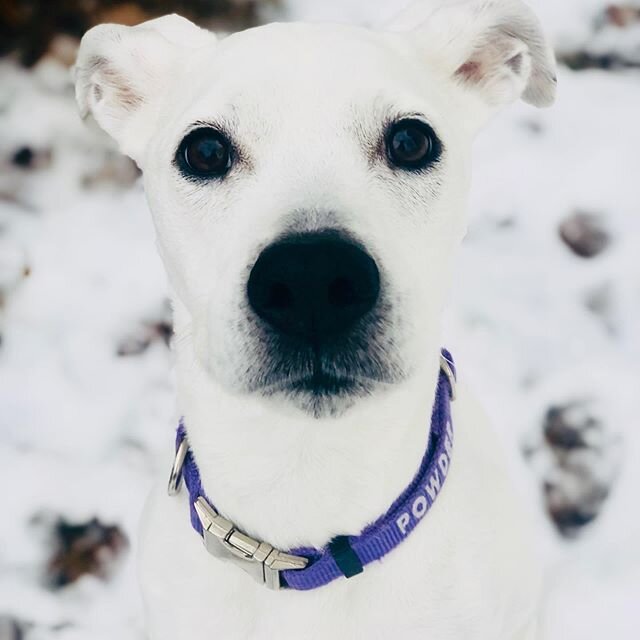 Meet Powder! She&rsquo;s a sweet and plucky little Pit Bull mix and was a beach bum prior to moving here. So needless to say, she was absolutely loving the snow and we loved watching powder enjoy the powdery snow. How fitting 😊😊🥰 #animlz #dogwalki