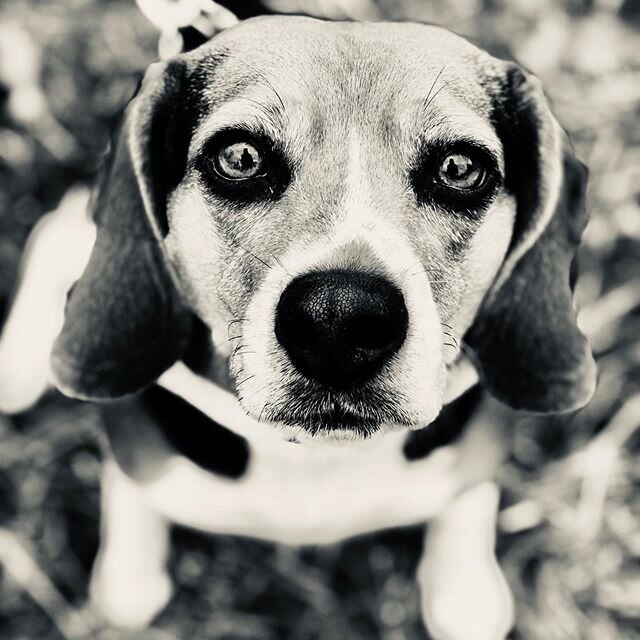 Meet sweet little Tilly! She&rsquo;s a spunky beagle girl and always looks forward to her visits with Denise and Virginia 🥰💜#Animlz #dogwalking #frontroyal #beagle #beaglesofinstagram #beaglelife #shotoniphone