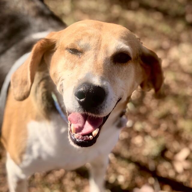 Meet Elsie! She&rsquo;s a super duper sweet Fox Hound and her new mom and dad saved her from an abusive situation. Now she&rsquo;s as happy as a clam we we all adore our walks with the sweet girl 🥰 #animlz #dogwalking #frontroyal #foxhoundsofinstagr